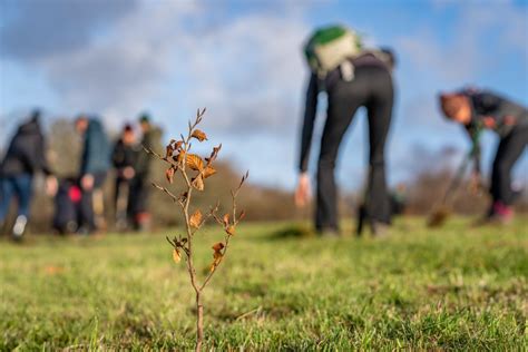 300,000 Trees Planted in Wales.